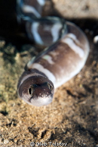 The eel by Gleb Tolstov 